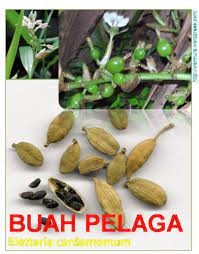 We did not find results for: Pokok Buah Pelaga Rizom Shopee Malaysia