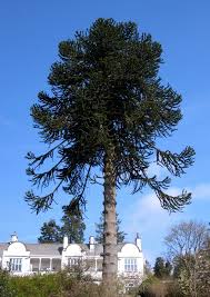 The monkey puzzle tree is most at home clinging to the sides of mountains, particularly volcanoes. Perverted Vision Of National Park Monkey Puzzle Spoils View Nuke Dump Ok Radiation Free Lakeland
