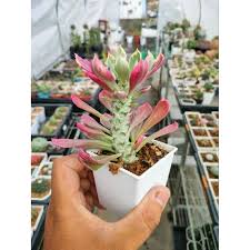 Image result for Monadenium friesii