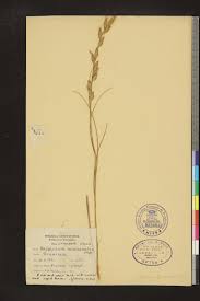 Image result for Halopyrum mucronatum