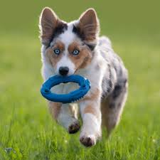 Maybe you would like to learn more about one of these? Toy Australian Shepherd Breed Profile Information Spiritdog Training