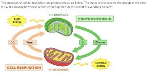 Cellular respiration happens in the mitochondria , a small organelle similar to the chloroplasts. Why Do Plants Need Cellular Respiration
