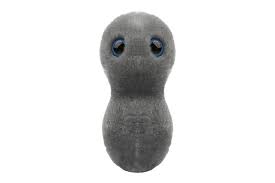 Gonorrhea - Wikipedia