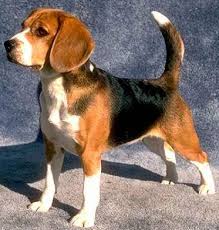 Ein dach übern kopf ist schließlich noch kein zuhause. Beagle Welpen Suchen Ein Zuhause Gedankenwiese Lena H