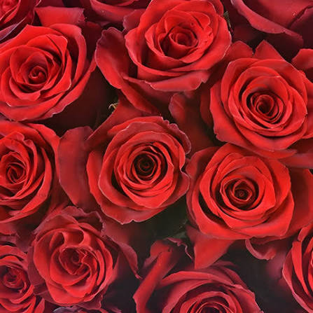 Explore the World Red Rose