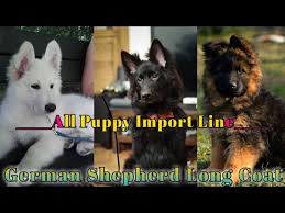 They may also appear in white. White German Shepherd Long Coat Puppy For Sale Black German Shepherd Long Coat Puppy For Sale Youtube