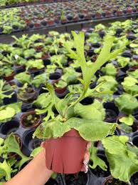 Image result for Platycerium