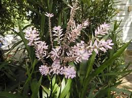 Image result for Cordyline stricta