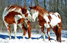 Please, try to prove me wrong i dare you. Scarlettjane22 Holley Underhill Bright Day In The Snow Http X2f X2f Www Heartofahorse Org X2f Horses Pretty Horses Most Beautiful Horses