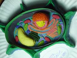 Find a detailed illustration of a plant or animal cell that interests you. Sculpture Rebecca Maile Artist Website Portfolio