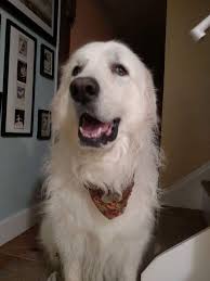 Dana Dobbs (@DanaD86386159)