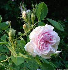Banshee Rose Photo Rose Rose Photos Fragrant Flowers
