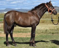 The term ' markings ' refers to the white areas on a horse, usually on the face and legs. Shades Of Buckskin Coat Colours