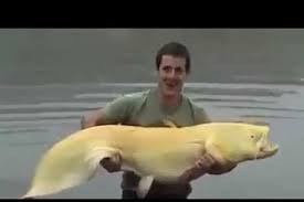 Ini dipercaya oleh banyak orang selama belasan tahun. Ikan Tapah Raksasa Terdampar Di Sungai Ogan Antara News