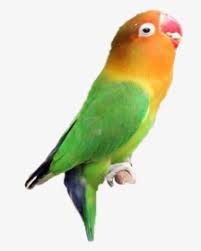 Mulai dari gambar sketsa pemandangan. Sketsa Gambar Burung Lovebird Hd Png Download Transparent Png Image Pngitem