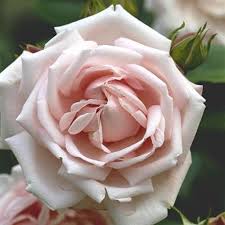 Coffee and teas will be available after completion of the demonstration. Rosa New Dawn Discovered In U S C 1930 New Dawn Climbing Rose Grow Your Own Wedding Flowers Garden Plants For Sale