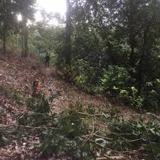 It is located near the mouth of the kuantan river. Perkhidmatan Tebang Pokok Kuantan Home Facebook