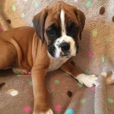 Exceptional Boxer Puppies 21 Photos Pet Stores Charlotte Nc Phone Number