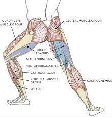 Most skeletal muscles are attached to two bones through muscles move by shortening their length, pulling on tendons, and moving bones closer to each we find type ii b fibers throughout the body, but particularly in the upper body where they give speed. Muscles Of The Leg And Foot Classic Human Anatomy In Motion The Artist S Guide To The Dynamics Of Figure Drawing