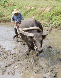 Philadelphia (no mint mark), denver (d) and san francisco (s). Buffalo Facts Water Buffalo Cape Buffalo Live Science