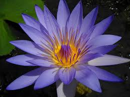Blue Beauty Water Lilies Lily Lotus Flowers