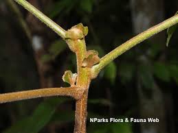 Image result for Canarium