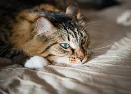 Lymphoma is the most commonly diagnosed neoplasm in cats and accounts for approximately 30% of all diagnosed tumors. Lymphoma In Cats Petmd
