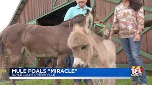 With clint eastwood, patrick l. Mule Foals Miracle Youtube