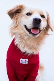 Calling All Dog People You Re Gonna Love This New Site Puppy Paws Dog People Dog Photos