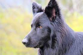 Lycan white blue bay shepherd. What Is A Lycan Shepherd
