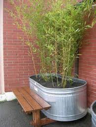 So, if you intend to have a healthy and. 16 Container Bamboo Garden Design Ideas Bamboo Garden Garden Design Bamboo Plants