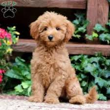 The unregulated breeders who are selling outside of the usda regulations and without a license are what we consider to be puppy mills. Pin On Dogs