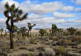 We have reviews of the best places to see in victorville. Welcome To The Mojave Group San Gorgonio