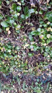 Buy privet shrubs & hedges and get the best deals at the lowest prices on ebay! Privet Hedge Slowly Dying Bbc Gardeners World Magazine