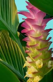 Ginger Mit Bildern Exotische Pflanzen Blumen Pflanzen Seltene Pflanzen