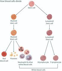 🧡 today is aml world awareness day. Blood Cancer Awareness Month Signs And Symptoms Macmillan Online Community