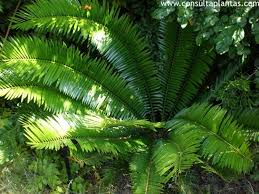 Image result for Encephalartos senticosus