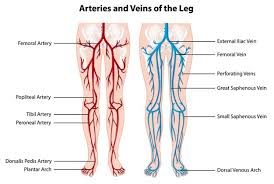 The femoral artery is a major artery and blood supplier to the lower limbs of the body. Free Vector Arteries And Veins Of The Leg