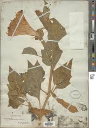 Image result for Discopodium penninervium