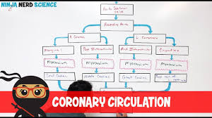 circulatory system coronary circulation