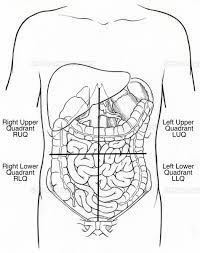 Organs that can be found in the different quadrants and regions of the body. Science Source Stock Photos Video Illustration Of Abdominal Quadrants