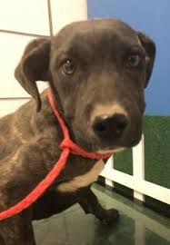 Black And Tan Dog Breeds Medium Animal Id 37813260 Species Dog Breed Retriever Labrador Mix Age 5 Months 4 Days Gender Female Size Medium Color Black Tan Dog Status Dogs Shelter Dogs