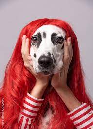 Cute Dalmatian Dog With Red Hair Having Tired Expression While And Holding Hands Under Chin Conceptual Dogs Portrait On Bright Background Beauty Concept Dog Is Waiting For Party Stock Photo Adobe