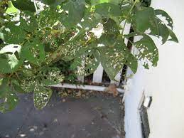 August 21, 2017 by valerie munro leave a comment. Leaf Eating Pests Berkeley Horticultural Nursery Berkeley Horticultural Nursery