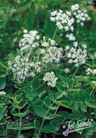 Image result for Gnidia goetzeana