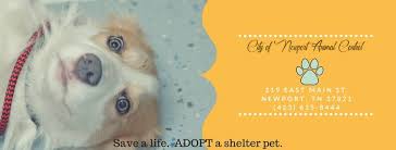 Thousands of dogs and cats across the country are up for adoption and are eagerly waiting for their forever homes and families. City Of Newport Animal Control Home Facebook