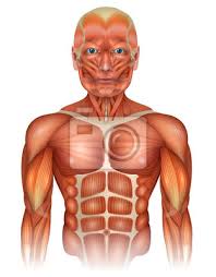 The internal obliques lie above the transverse abdominis, and then the external obliques are. Muscles Of The Human Body Torso And Arms Beautiful Colorful Leinwandbilder Bilder Vorlage Broschure Passen Myloview De