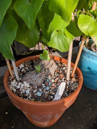 Image result for Dioscorea sylvatica