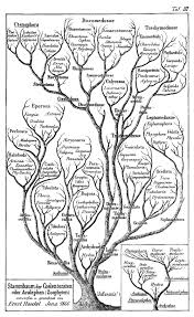 Zunächst musst du ein paar daten deiner. Jf Ptak Science Books Science Books Tree Of Life Tattoo Science