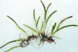 Image result for Cymodoceaceae